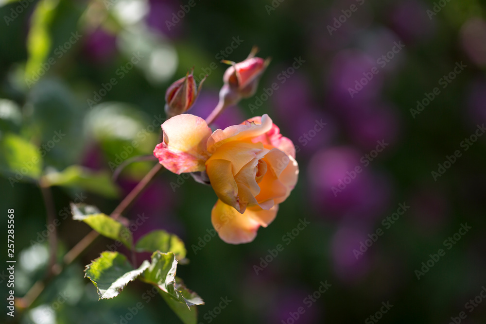 Colorful Pink Red Yellow White Rose and Flowers