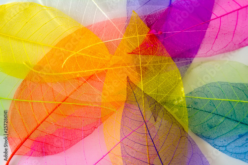 Skeleton frameleaf abstract background