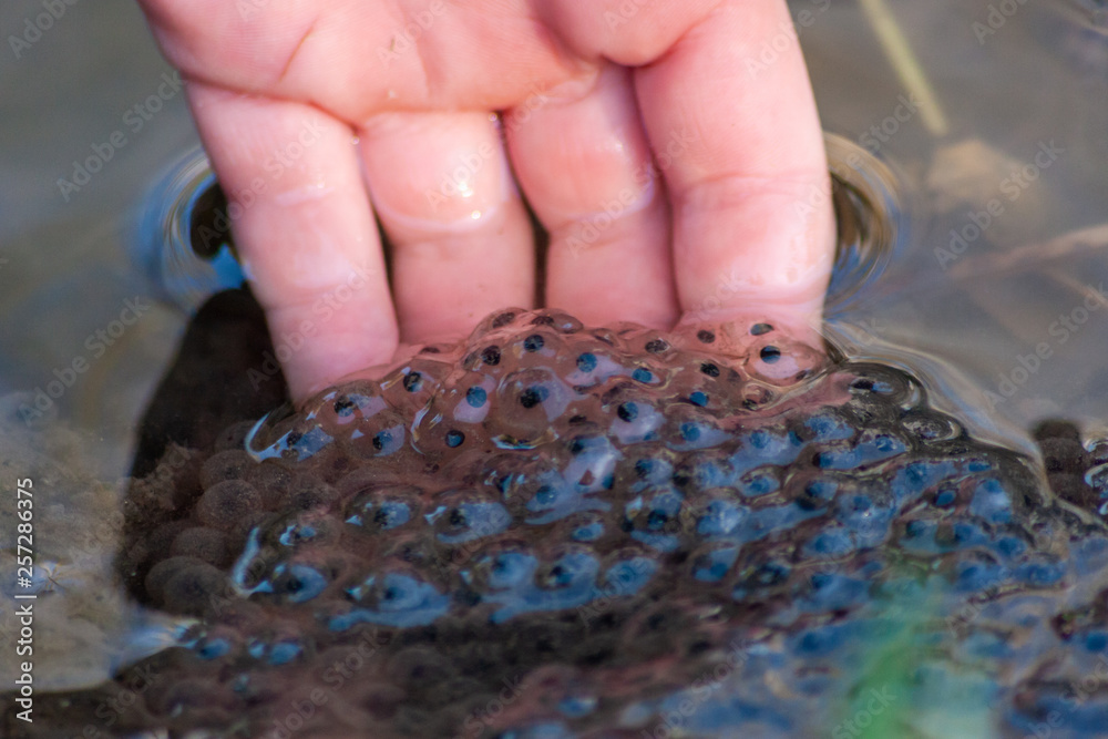 Massiver Froschlaich mit Kinderhand in einem Teich für viele