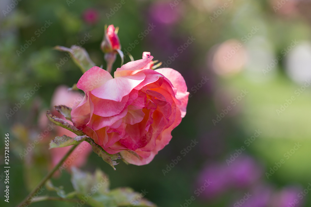 Colorful Pink Red Yellow White Rose and Flowers Colorful Pink Red Yellow White Rose and Flowers