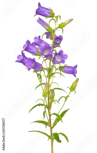 Campanula flower isolated