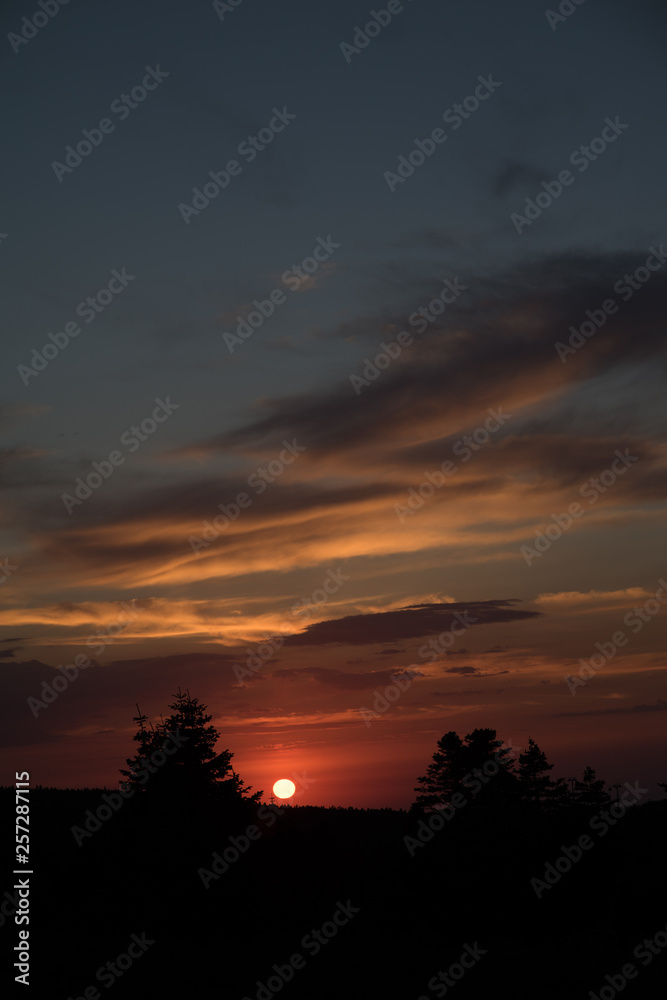 calm sunset view over a pine forest
