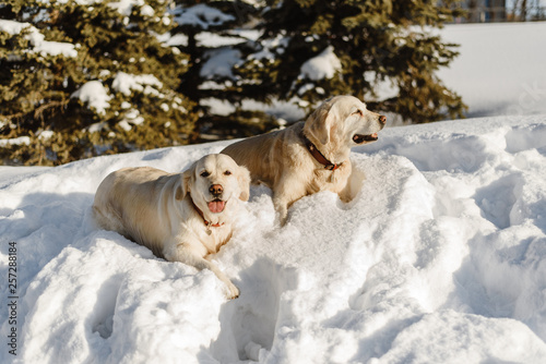 Fototapeta Naklejka Na Ścianę i Meble -  two labrador dogs in the snow, dogs walk in winter