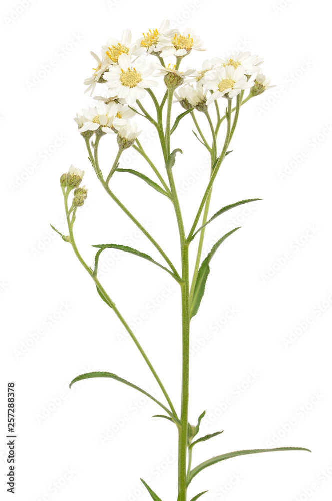 Achillea (Achillea macrocephala) flower Achillea (Achillea macrocephala) flower