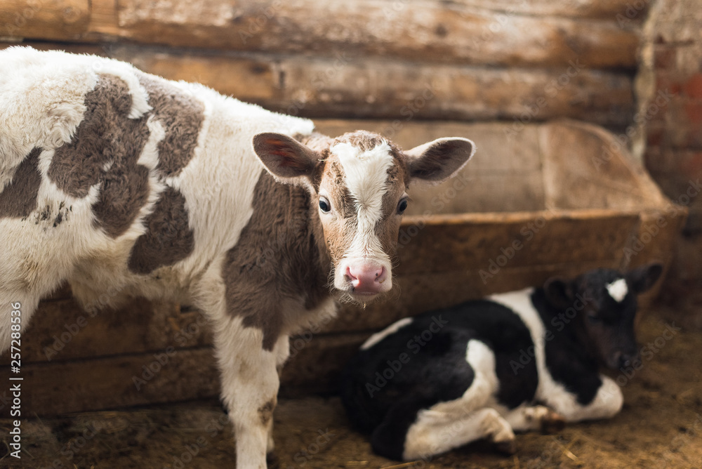 Cute calf looks into the object. A cow stands inside a ranch next to hay and other calves. Cute calf looks into the object. A cow stands inside a ranch next to hay and other calves.
