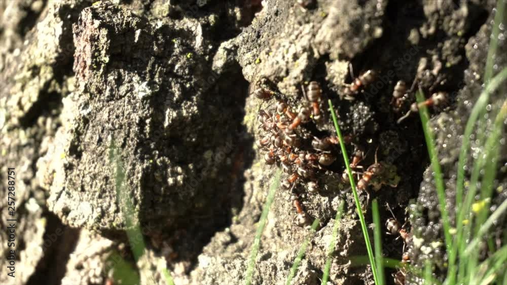 Closeup Ants Crawling On Bark Of Birch Tree Closeup Ants Crawling On Bark Of Birch Tree