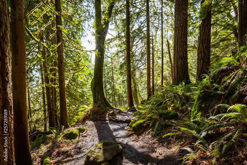 Large tree is silhouetted by sunlight on a trail in a mossy forest with ferns on the right side in Muir woods photo