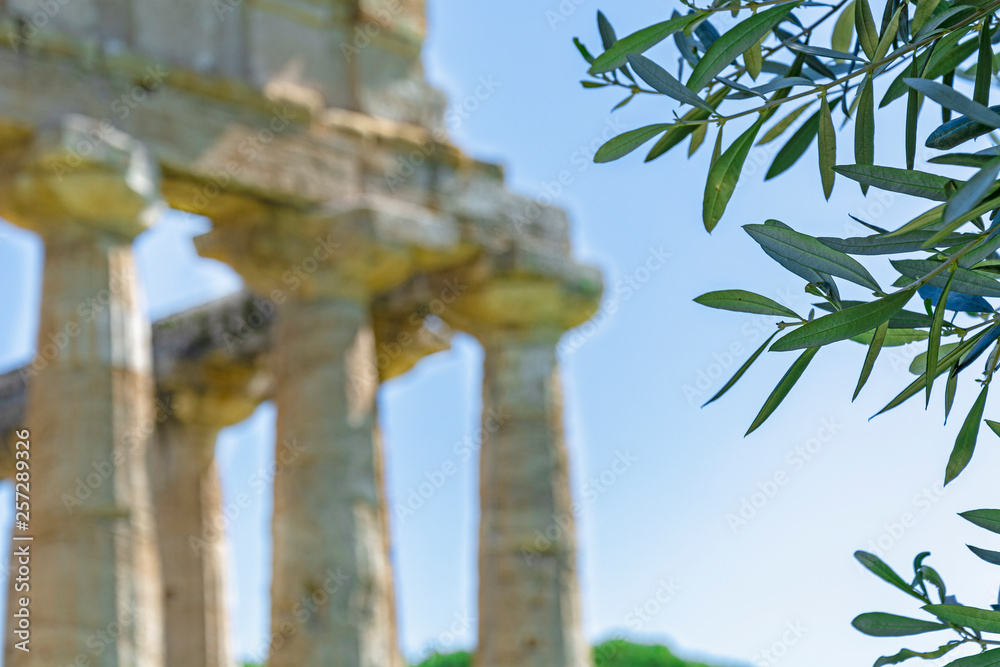 Obraz premium Greek temple and olive tree leafs