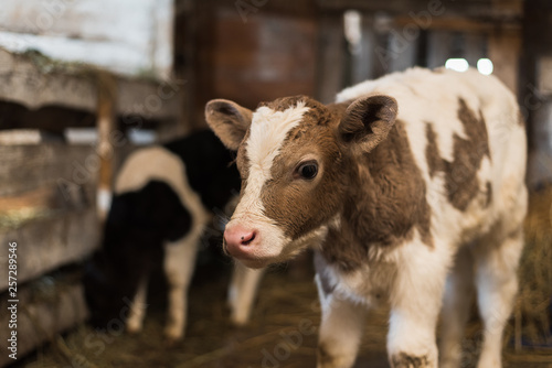 Cute calf looks into the object. A cow stands inside a ranch next to hay and other calves.