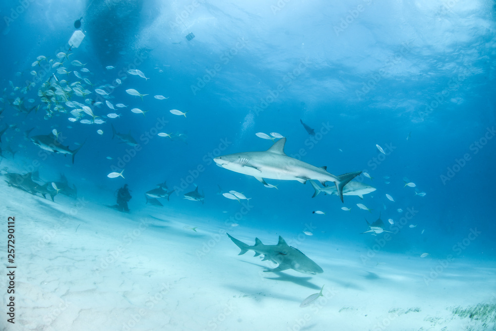 Fototapeta premium Caribbean reef shark and lemon shark at the Bahamas