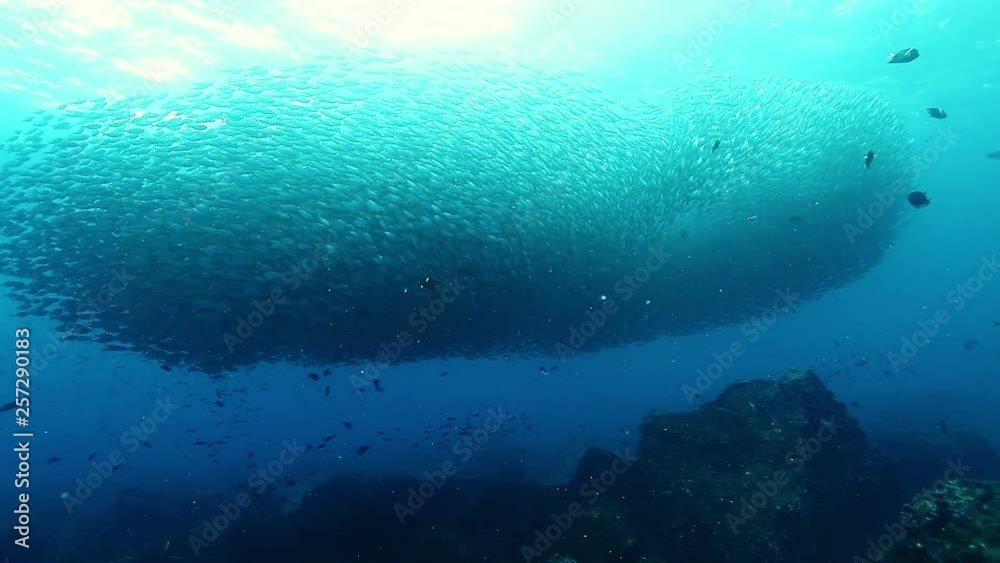 School of fish form shape of ball underwater. School of fish form shape of ball underwater.
