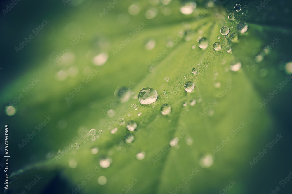 Naklejka premium water drops on green leaf