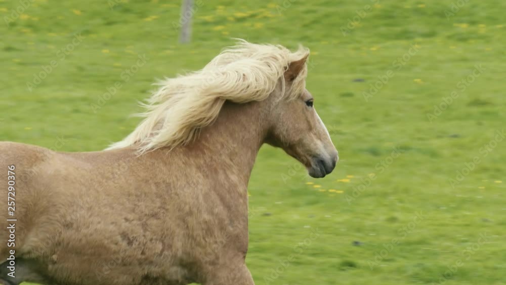 caballo islandes slow motion caballo islandes slow motion