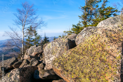 Rhizocarpon geographicum (map lichen) growing on the rock