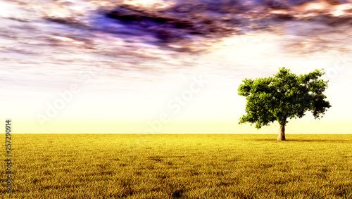 Lonely tree in the meadow