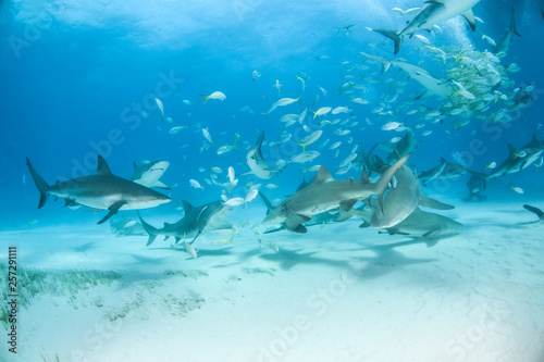 Caribbean reef shark and lemon shark at the Bahamas