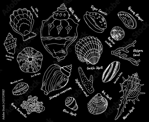 Collection of seashells. Marine set.