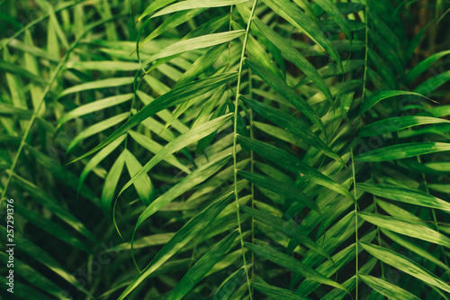 Green thin palm leaves plant growing in the wild, tropical forest plants, evergreen vines abstract color on a dark background.