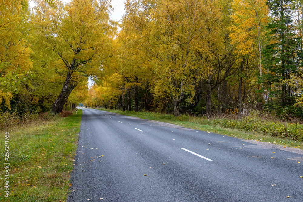 empty asphalt road in autumn