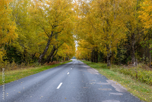 empty asphalt road in autumn