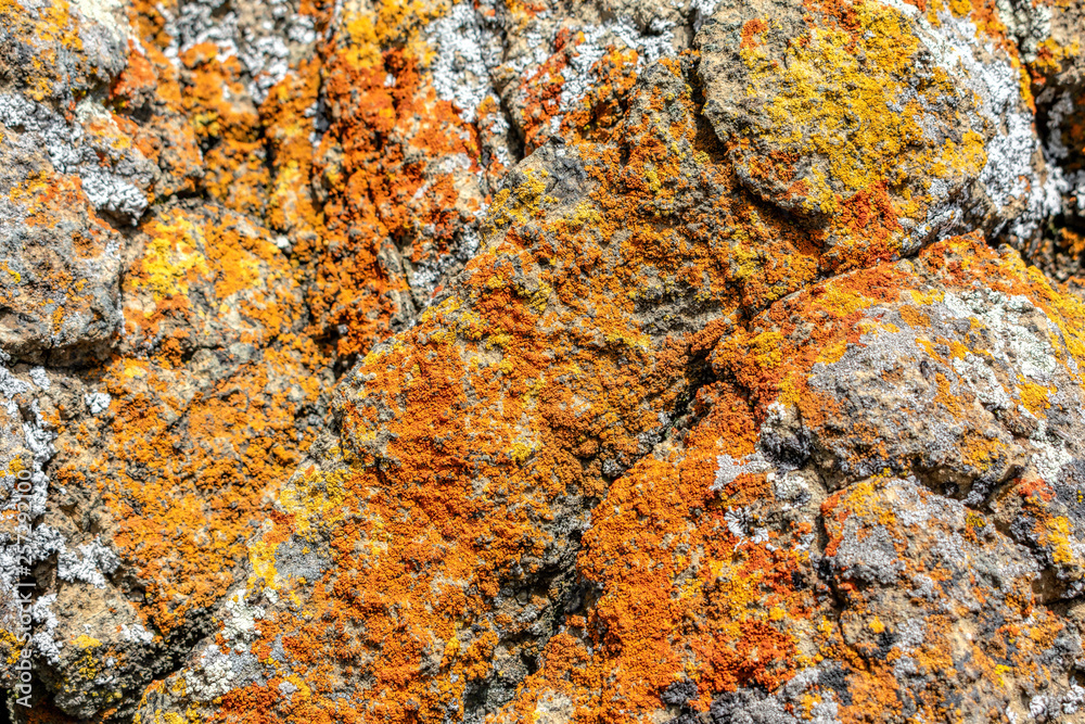 Close up. Orange and yellow rusty looking bright and vibrant colored crustose lichen crust grows on gray rock Close up. Orange and yellow rusty looking bright and vibrant colored crustose lichen crust grows on gray rock