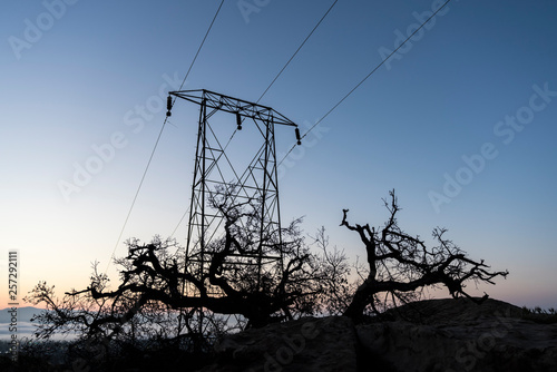 Oak tree and electric power...