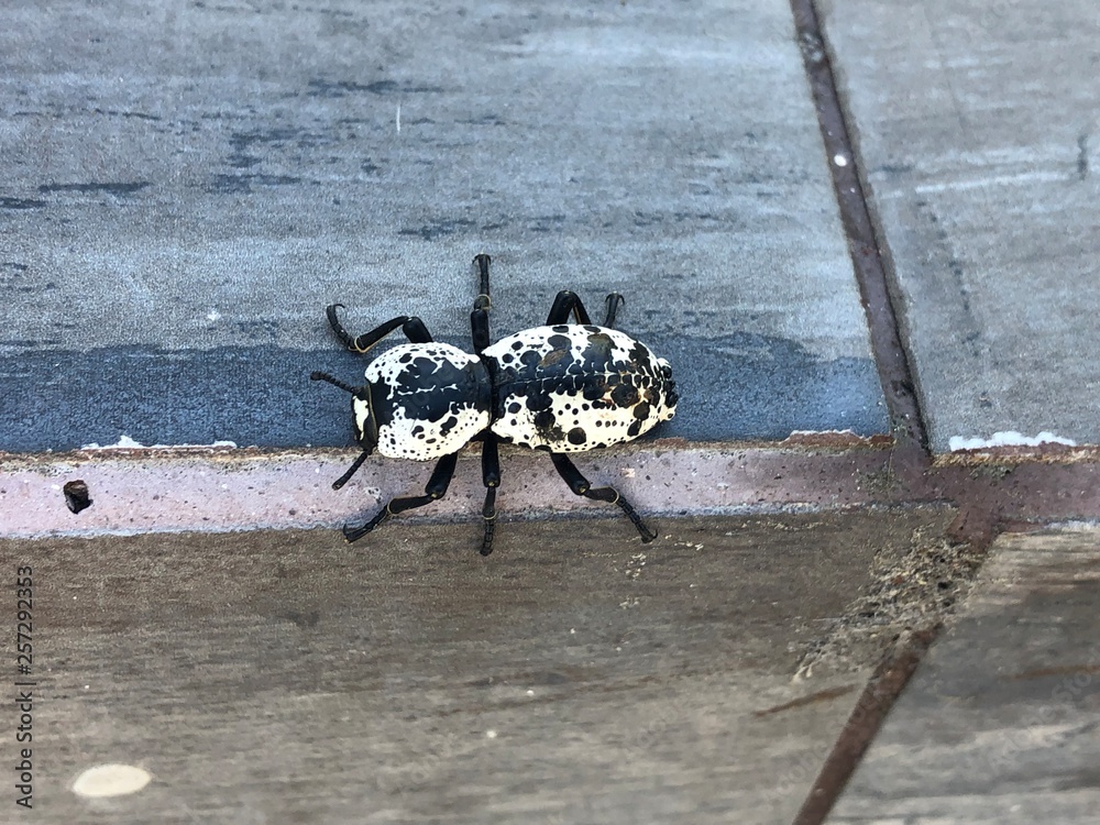 Fototapeta premium atemberaubernder, großer, schwarz, weißer Käfer im Garten
