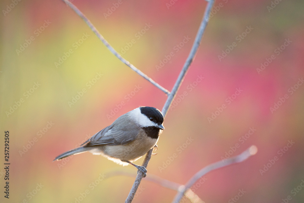 Obraz premium Carolina Chickadee Portrait