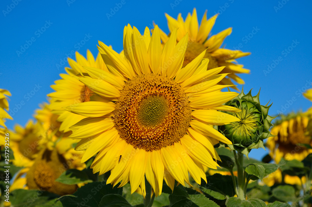 Yellow sunflowers grow in the field against a blue sky. Agricultural crops. Yellow sunflowers grow in the field against a blue sky. Agricultural crops.