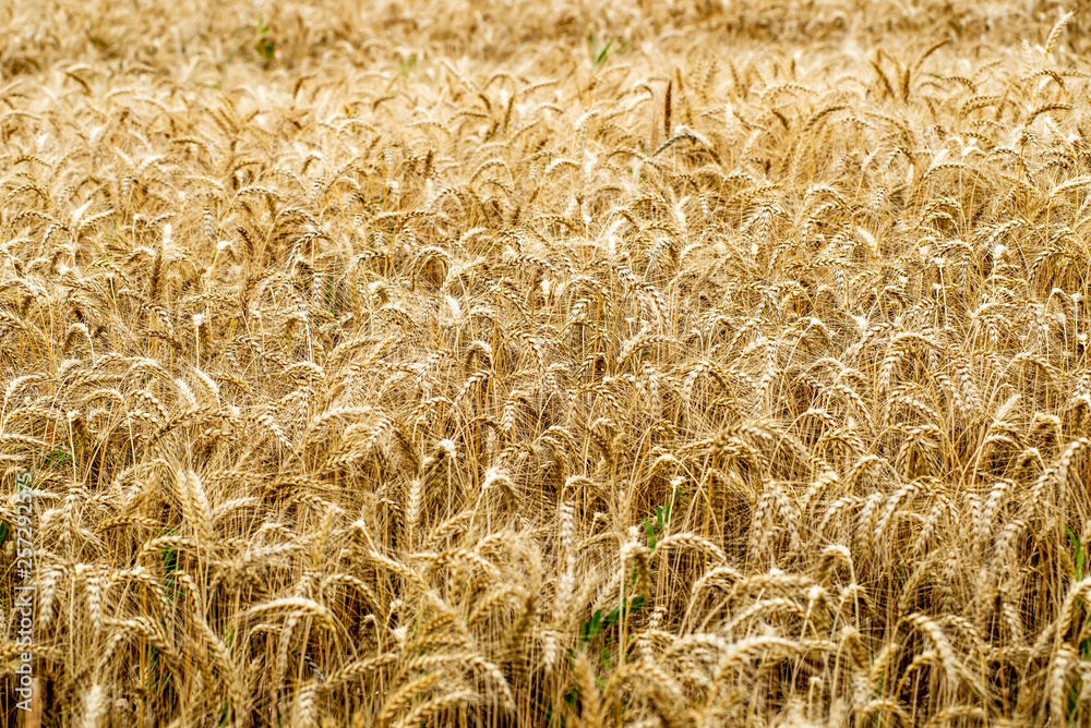 endless fields of wheat crops in latvia countryside endless fields of wheat crops in latvia countryside