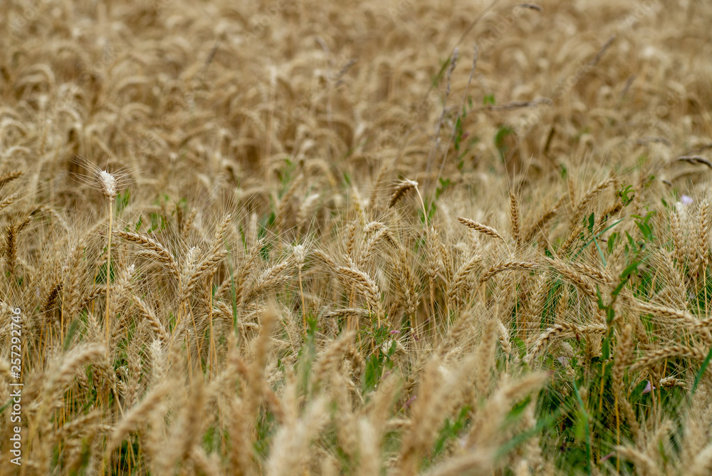 endless fields of wheat crops in latvia countryside endless fields of wheat crops in latvia countryside