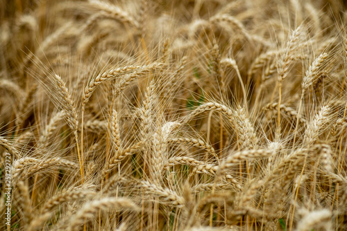 endless fields of wheat crops in latvia countryside