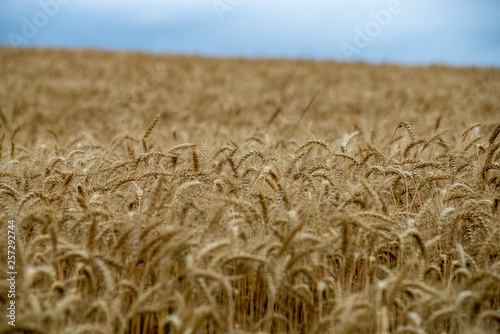 endless fields of wheat crops in latvia countryside