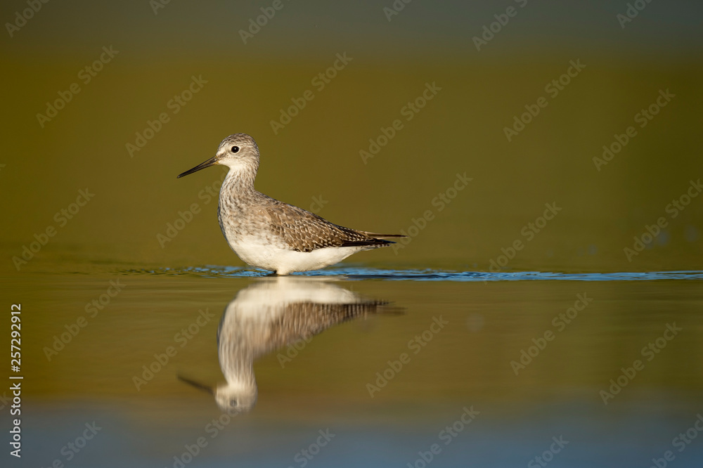 Fototapeta premium Lesser Yellowlegs on Golden Water
