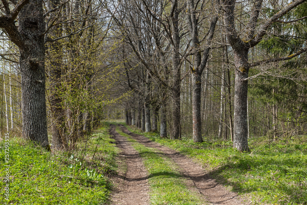 empty gravel road in autumn