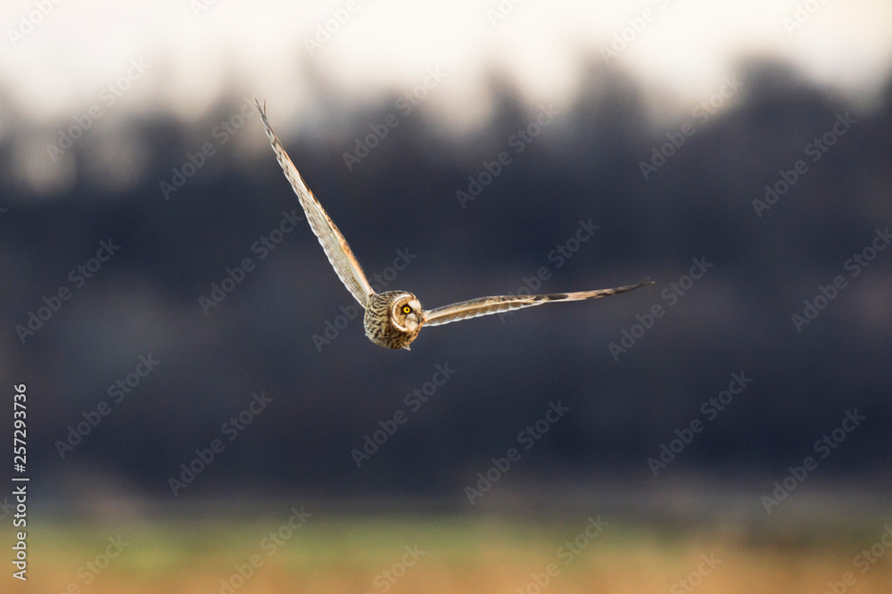 Short-eared Owl Flying on Dark Short-eared Owl Flying on Dark