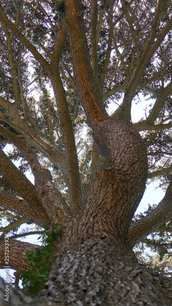 Fototapeta premium tree in the forest