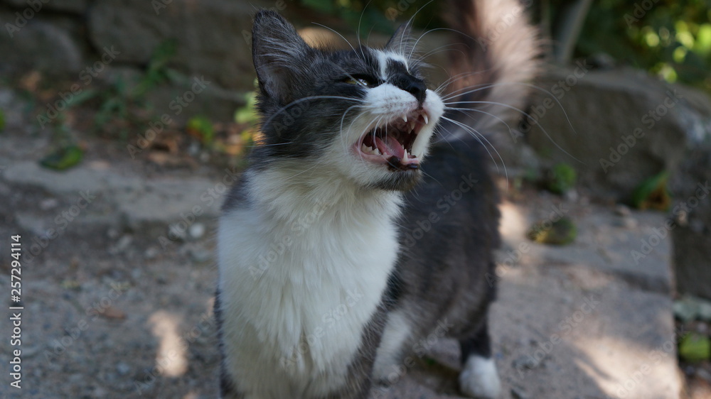 Toothy cat
