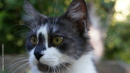 closeup portrait of a cat