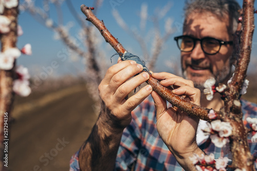 фотографія worker grafting tree in orchard