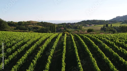 Vigneti a Montepulciano