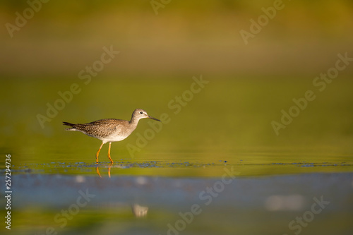 Yellowlegs in the Mud