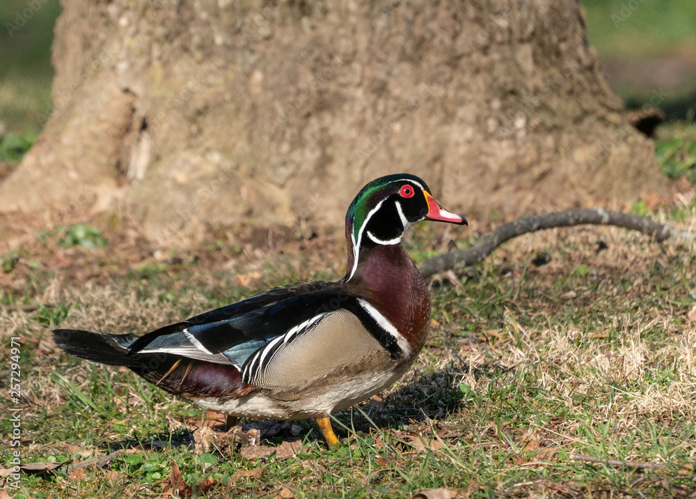 Male wood duck (Aix spoons) on spring morning.