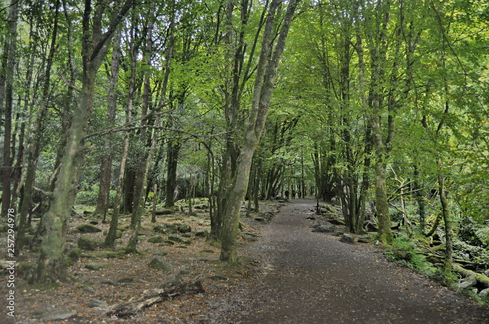 Obraz premium Forest Path in Ireland