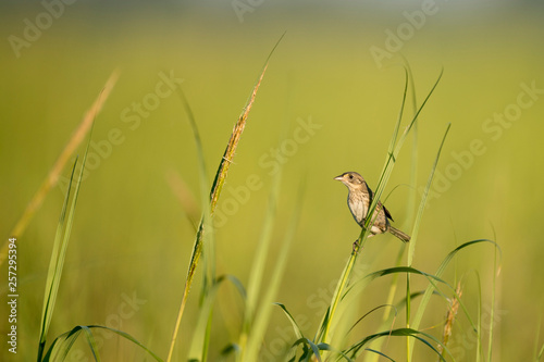 Seaside Sparrow in the Marsh