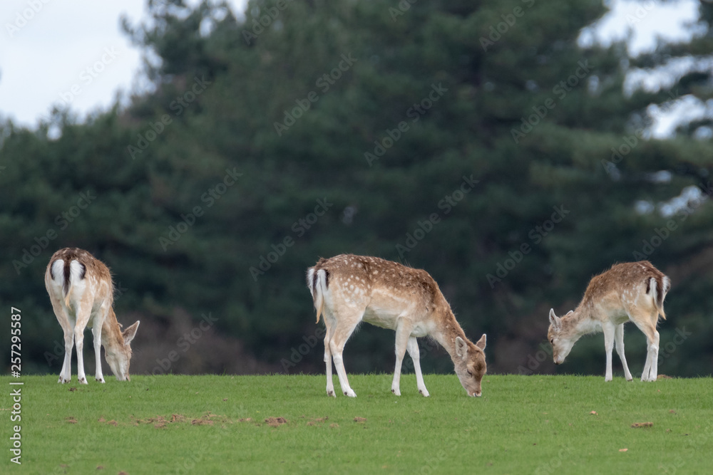 A group of Fallow deer in a meadow A group of Fallow deer in a meadow