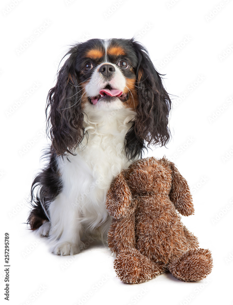 Cavalier king Charles spaniel sitting with a Teddy bear Cavalier king Charles spaniel sitting with a Teddy bear