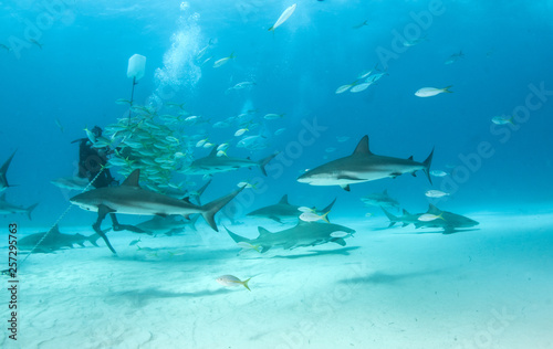 Caribbean reef shark and lemon shark at the Bahamas © Michael Bogner