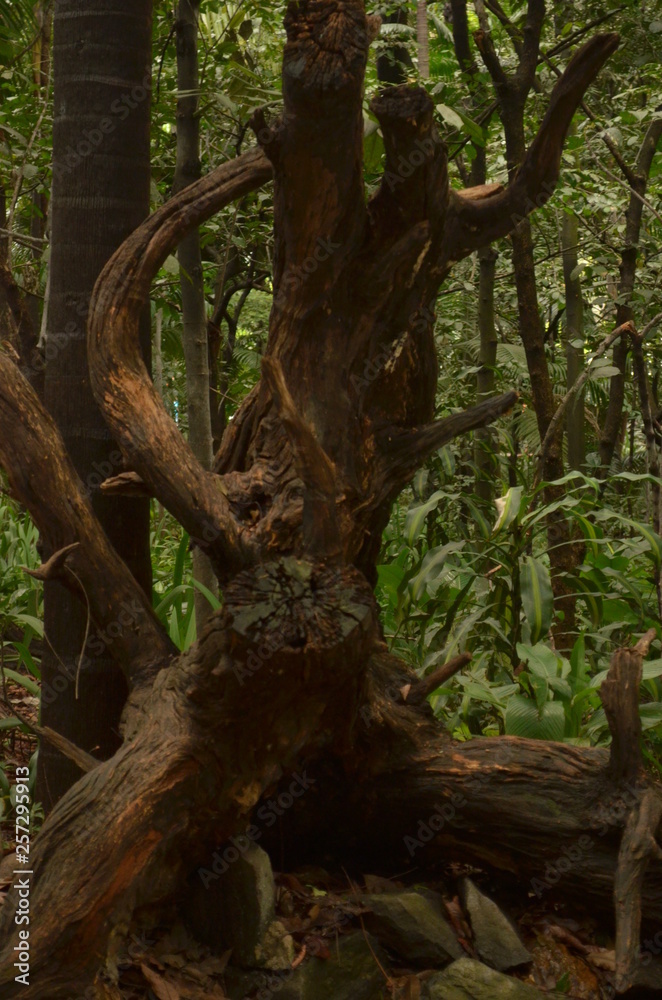 tree tree