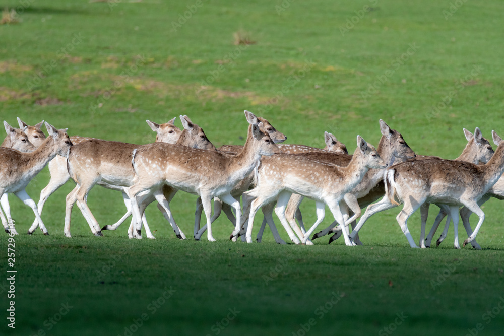 A group of Fallow deer in a meadow A group of Fallow deer in a meadow